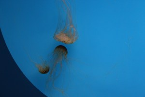 Jellies, National Aquarium, Baltimore, MD